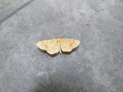 Exangerona prattiaria