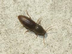 Agriotes sputator