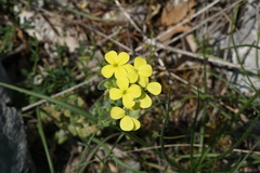 Biscutella cichoriifolia