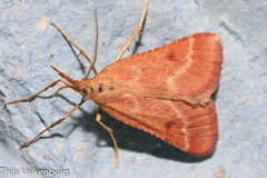 Synaphe lorquinalis