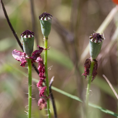 Papaver rhoeas