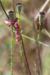 Papaver rhoeas