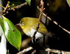 Zosterops ceylonensis