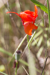 Papaver rhoeas