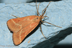 Synaphe lorquinalis