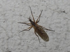 Empis trigramma