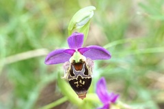 Ophrys fuciflora