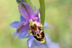 Ophrys fuciflora