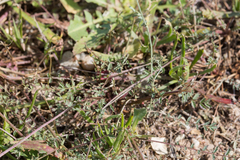 Sanguisorba verrucosa
