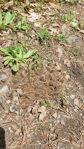 Pine processionary moth