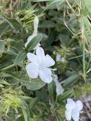 Barleria elegans orientalis