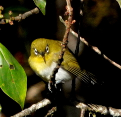 Zosterops ceylonensis