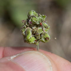 Sanguisorba verrucosa