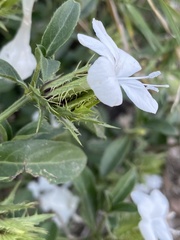 Barleria elegans orientalis