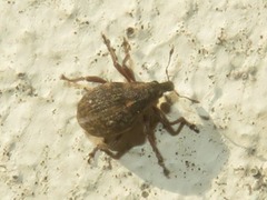 Rhinoncus inconspectus