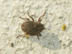 Rhinoncus inconspectus