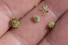 Sanguisorba verrucosa