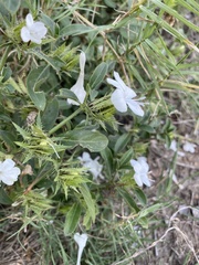 Barleria elegans orientalis