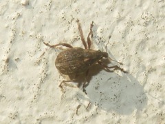 Rhinoncus inconspectus