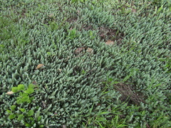 Petrosedum orientale