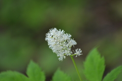 Actaea rubra rubra
