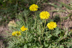 Crepis bursifolia