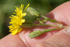 Crepis bursifolia