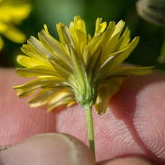 Crepis bursifolia