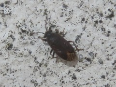 Stygnocoris fuligineus