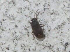 Stygnocoris fuligineus