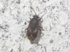 Stygnocoris fuligineus