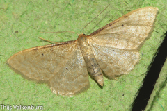 Idaea bigladiata