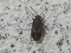 Stygnocoris fuligineus