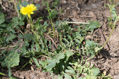 Crepis bursifolia