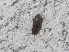 Telmatophilus typhae