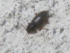 Telmatophilus typhae