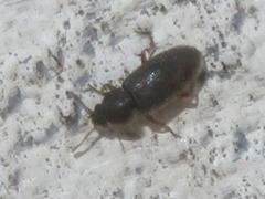 Telmatophilus typhae