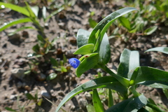 Commelina ensifolia
