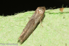 Blastobasis maroccanella