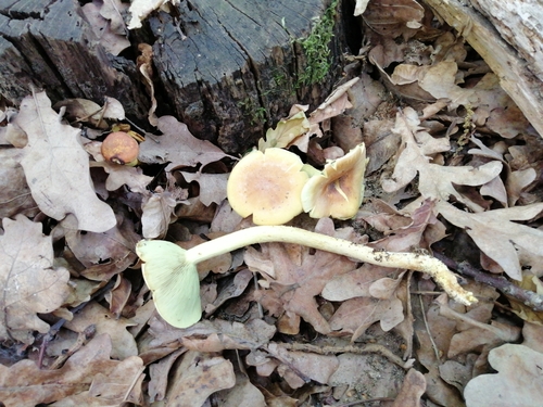 Hypholoma fasciculare — no rights reserved
