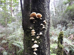 Conchomyces bursiformis