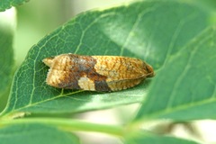 Aphelia
