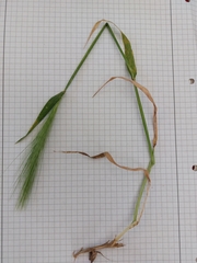 Hordeum murinum murinum