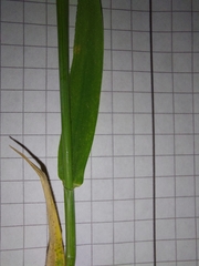 Hordeum murinum murinum