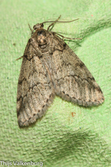 Tephronia lhommaria