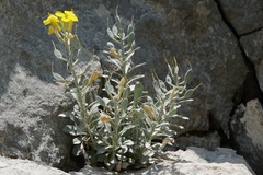 Resetnikia triquetra