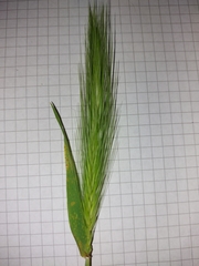 Hordeum murinum murinum