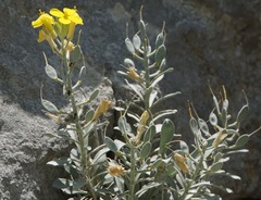 Resetnikia triquetra