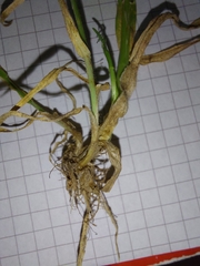 Hordeum murinum murinum