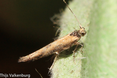 Coccidiphila danilevskyi